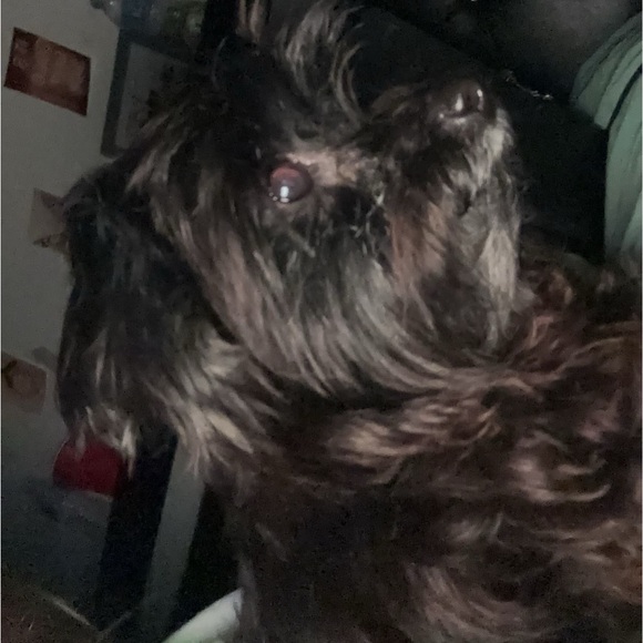 Meet your Posher, Riley - Picture 1 of 1